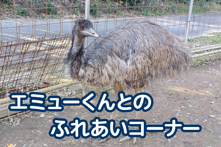 エミューコーナー