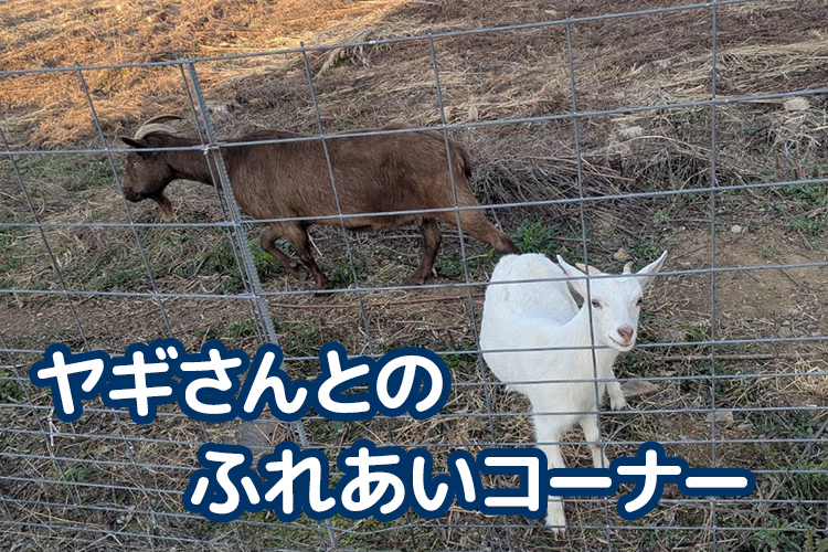 やぎコーナー